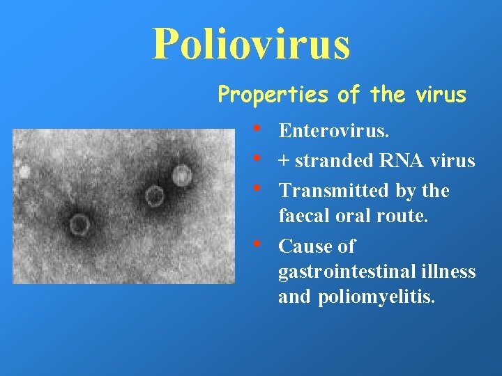 Poliovirus Properties of the virus • • Enterovirus. + stranded RNA virus Transmitted by
