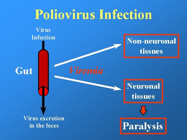 Poliovirus Infection Virus Infection Gut Non-neuronal tissues Viremia Neuronal tissues Virus excretion in the