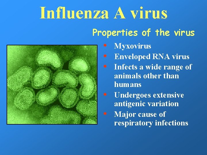 Influenza A virus Properties of the virus • • • Myxovirus Enveloped RNA virus