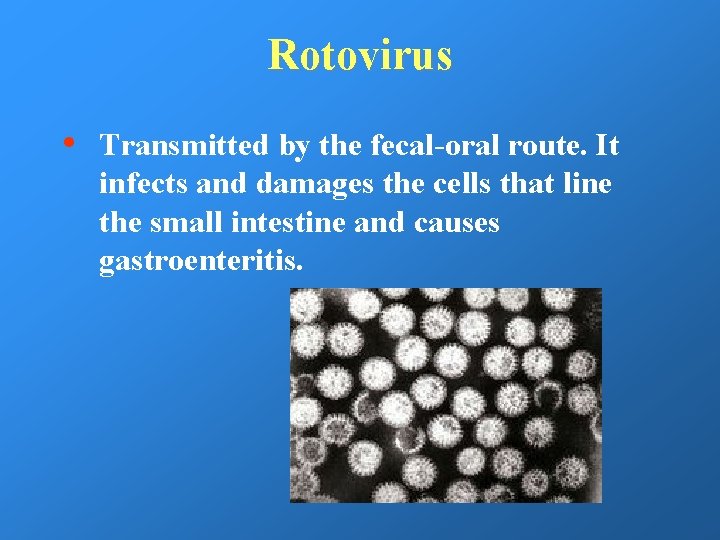 Rotovirus • Transmitted by the fecal-oral route. It infects and damages the cells that