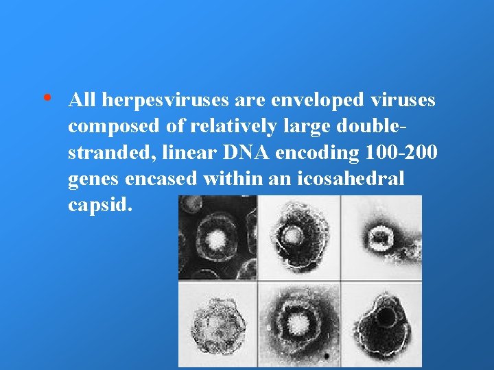  • All herpesviruses are enveloped viruses composed of relatively large doublestranded, linear DNA