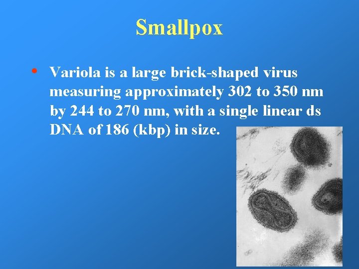 Smallpox • Variola is a large brick-shaped virus measuring approximately 302 to 350 nm