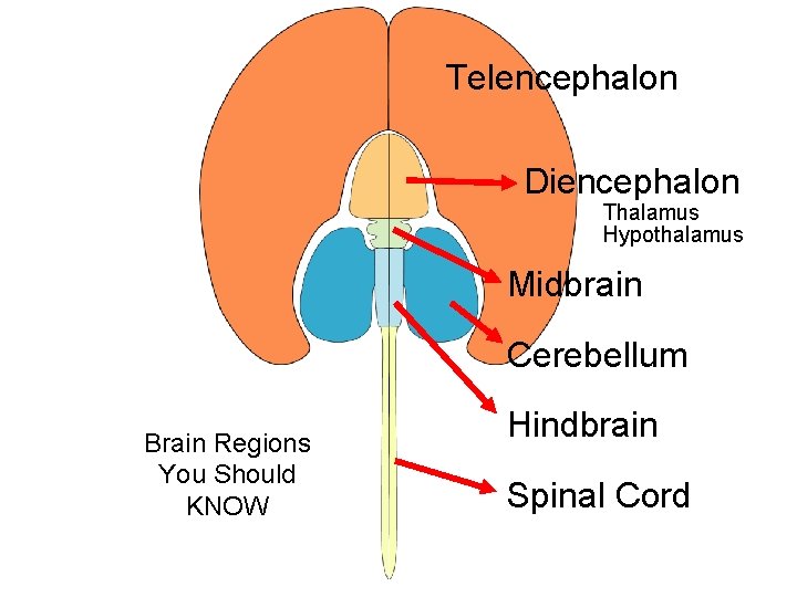 Telencephalon Diencephalon Thalamus Hypothalamus Midbrain Cerebellum Brain Regions You Should KNOW Hindbrain Spinal Cord