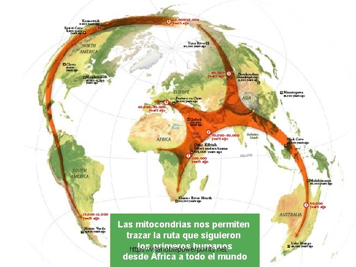 Las mitocondrias nos permiten trazar la ruta que siguieron los primeros humanos https: //vitanoblepowerpoints.