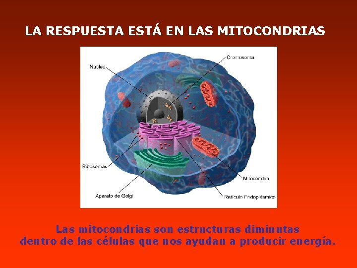 LA RESPUESTA ESTÁ EN LAS MITOCONDRIAS Las mitocondrias son estructuras diminutas dentro de las