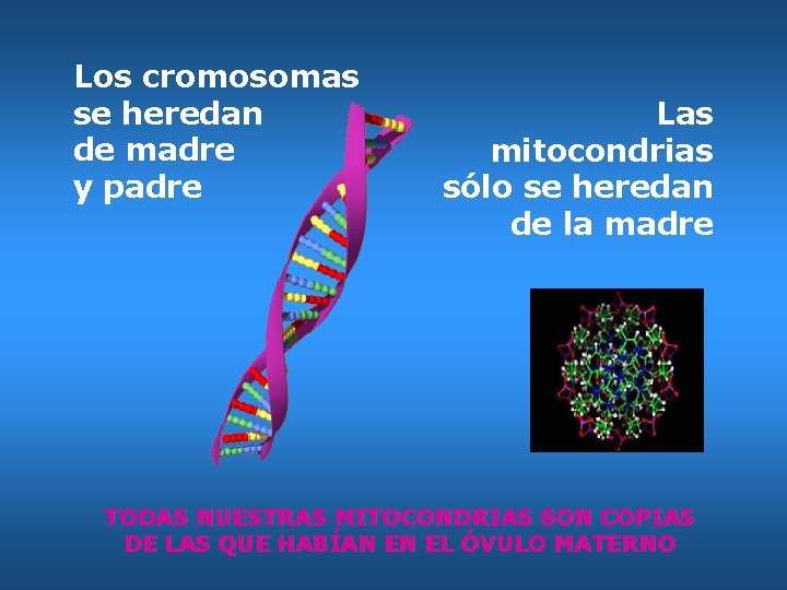 Los cromosomas se heredan de madre y padre Las mitocondrias sólo se heredan de