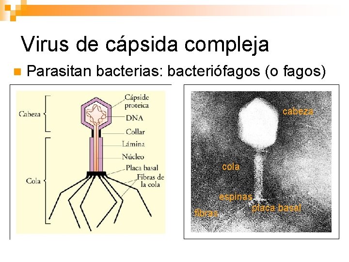 Virus de cápsida compleja n Parasitan bacterias: bacteriófagos (o fagos) cabeza cola fibras espinas