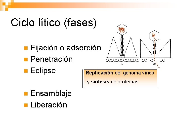 Ciclo lítico (fases) Fijación o adsorción n Penetración n Eclipse Replicación del genoma vírico