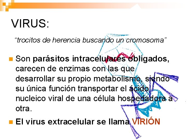 VIRUS: “trocitos de herencia buscando un cromosoma” n Son parásitos intracelulares obligados, carecen de