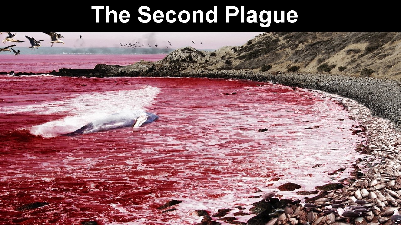 The Second Plague 