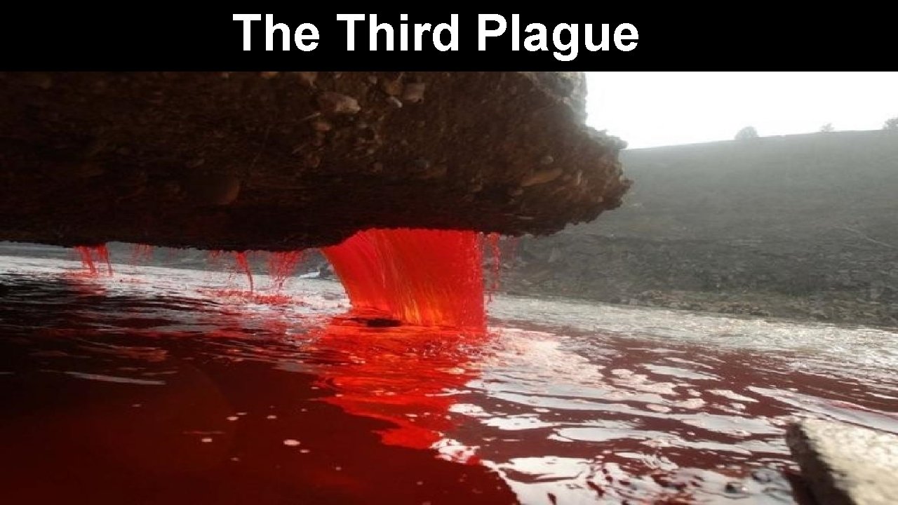 The Third Plague 