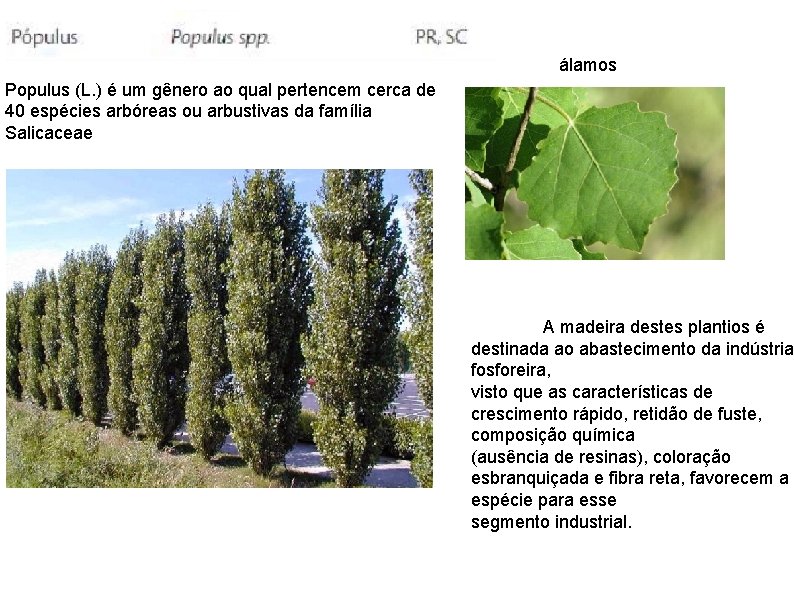 álamos Populus (L. ) é um gênero ao qual pertencem cerca de 40 espécies