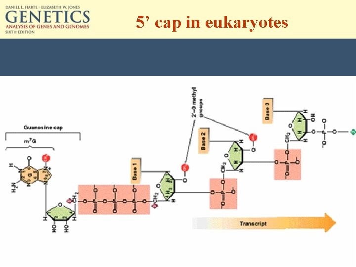 5’ cap in eukaryotes 