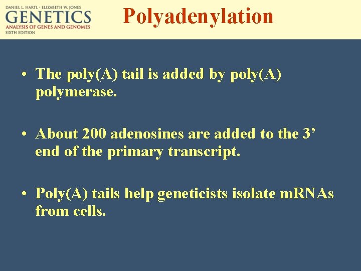 Polyadenylation • The poly(A) tail is added by poly(A) polymerase. • About 200 adenosines