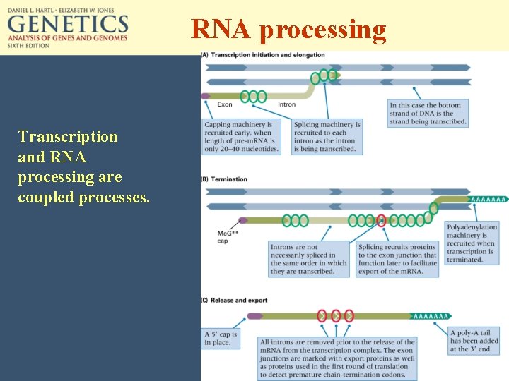 RNA processing Transcription and RNA processing are coupled processes. 