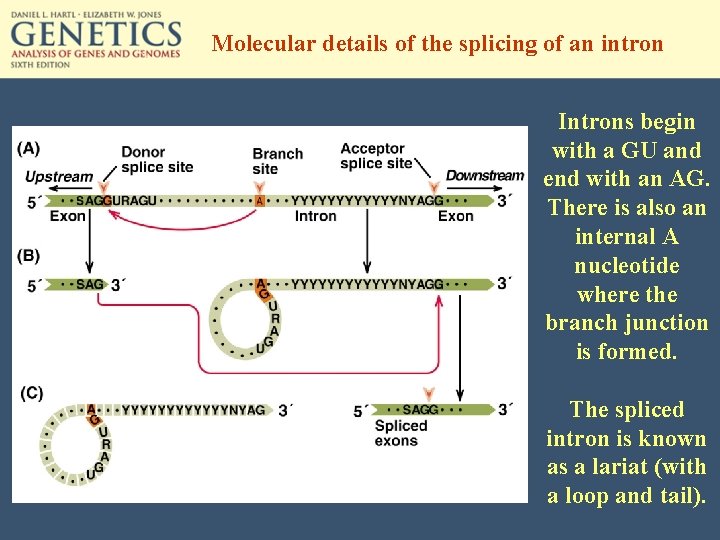 Molecular details of the splicing of an intron Introns begin with a GU and