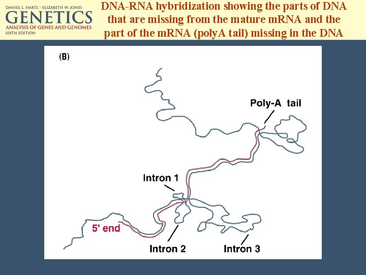 DNA-RNA hybridization showing the parts of DNA that are missing from the mature m.