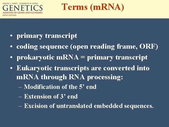 Terms (m. RNA) • • primary transcript coding sequence (open reading frame, ORF) prokaryotic