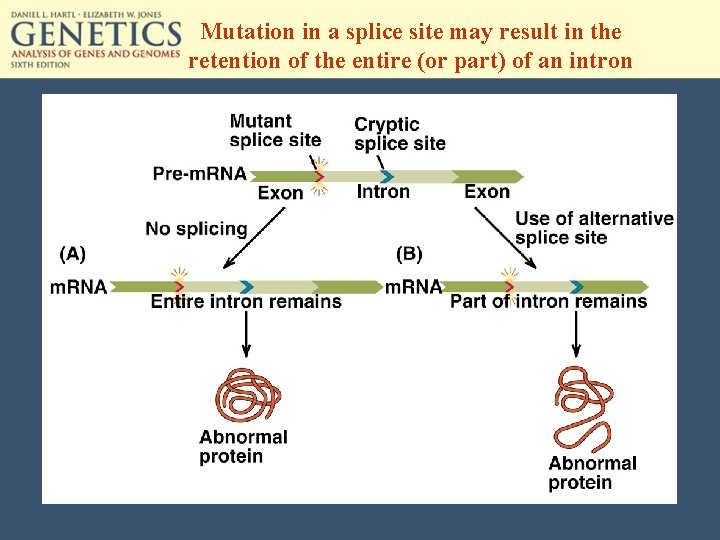 Mutation in a splice site may result in the retention of the entire (or