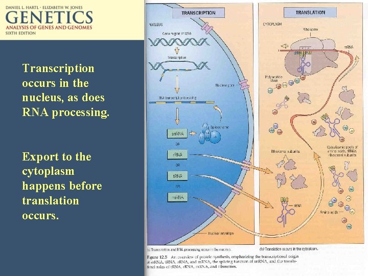 Transcription occurs in the nucleus, as does RNA processing. Export to the cytoplasm happens