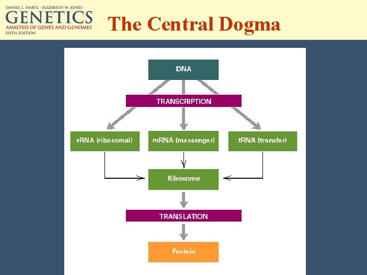 The Central Dogma 