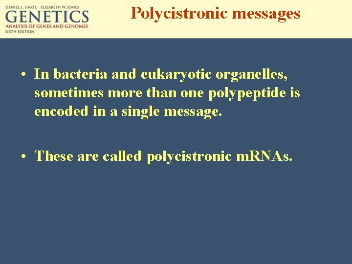 Polycistronic messages • In bacteria and eukaryotic organelles, sometimes more than one polypeptide is