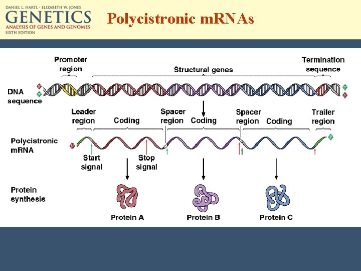 Polycistronic m. RNAs 