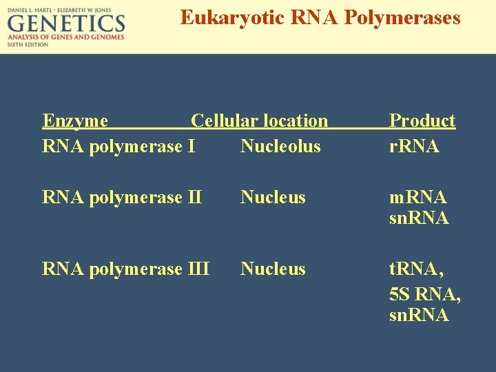 Eukaryotic RNA Polymerases Enzyme Cellular location RNA polymerase I Nucleolus Product r. RNA polymerase