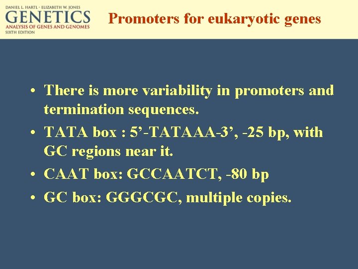 Promoters for eukaryotic genes • There is more variability in promoters and termination sequences.