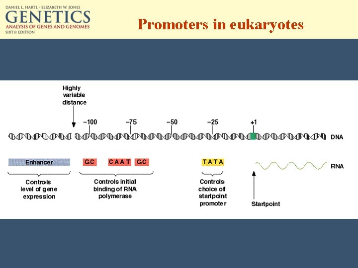 Promoters in eukaryotes 