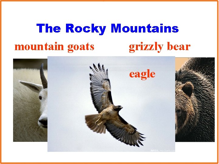 The Rocky Mountains mountain goats grizzly bear eagle 