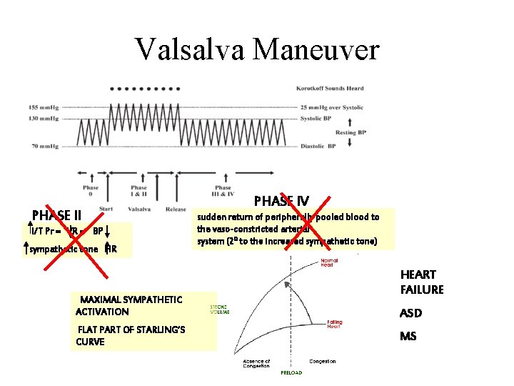 Valsalva Maneuver PHASE II I/T Pr = VR = BP sympathetic tone HR MAXIMAL