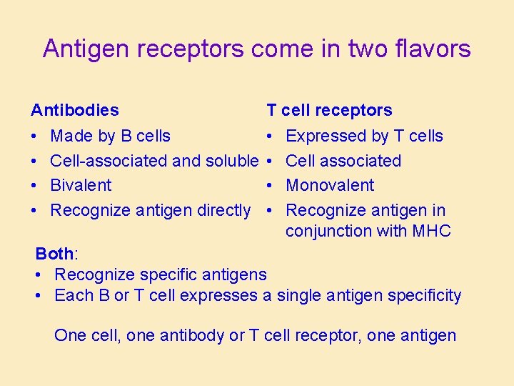 Antigen receptors come in two flavors Antibodies T cell receptors • • Made by