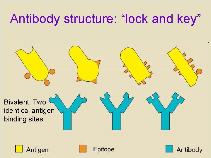 Antibody structure: “lock and key” Bivalent: Two identical antigen binding sites 