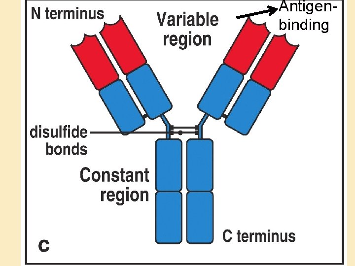 Figure 3 -1 part 3 of 3 Antigenbinding 