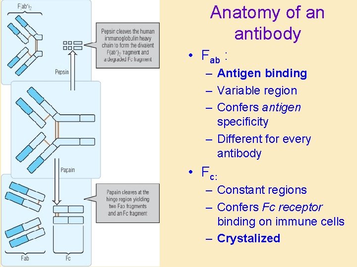 Anatomy of an antibody • Fab : – Antigen binding – Variable region –