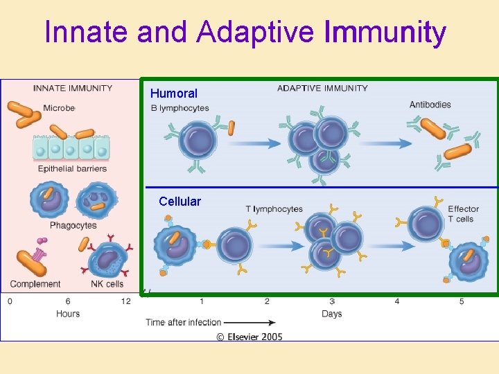 Innate and Adaptive Immunity Humoral Cellular 