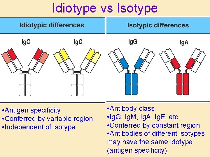 Idiotype vs Isotype • Antigen specificity • Conferred by variable region • Independent of