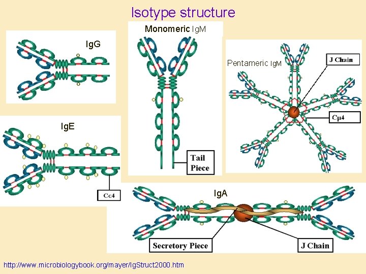 Isotype structure Monomeric Ig. M Ig. G Pentameric Ig. M Ig. E Ig. A