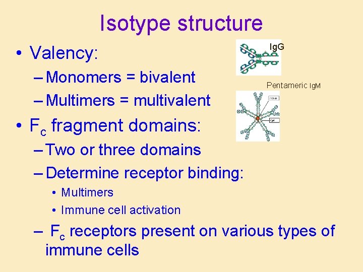 Isotype structure • Valency: – Monomers = bivalent – Multimers = multivalent Ig. G