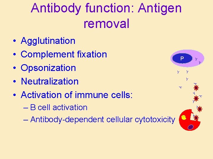 Antibody function: Antigen removal Y Y Y Y Y – B cell activation –