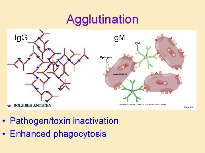 Agglutination Ig. G Ig. M • Pathogen/toxin inactivation • Enhanced phagocytosis 