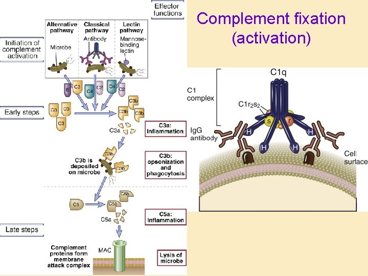 Complement fixation (activation) 