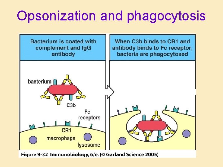 Opsonization and phagocytosis 