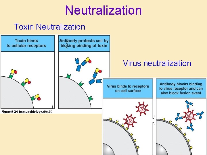 Neutralization Toxin Neutralization C ^ Virus neutralization 