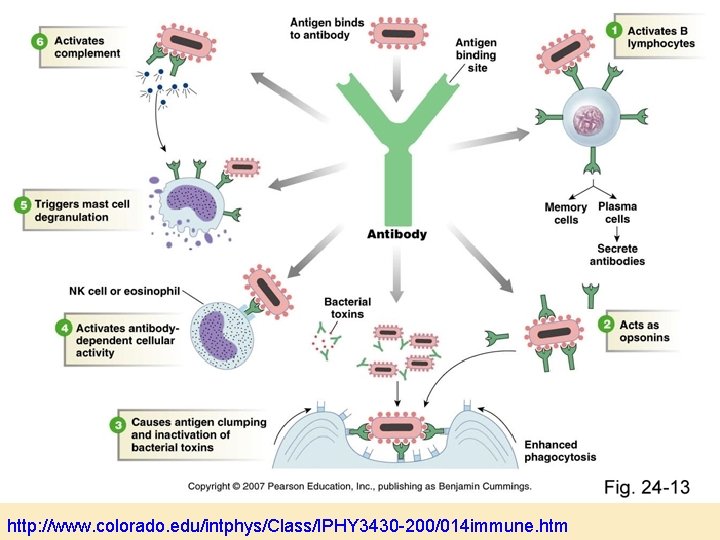 http: //www. colorado. edu/intphys/Class/IPHY 3430 -200/014 immune. htm 