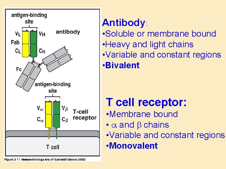 Antibody: • Soluble or membrane bound • Heavy and light chains • Variable and