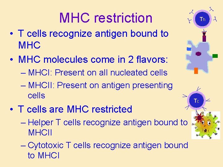 MHC restriction Th • T cells recognize antigen bound to MHC • MHC molecules