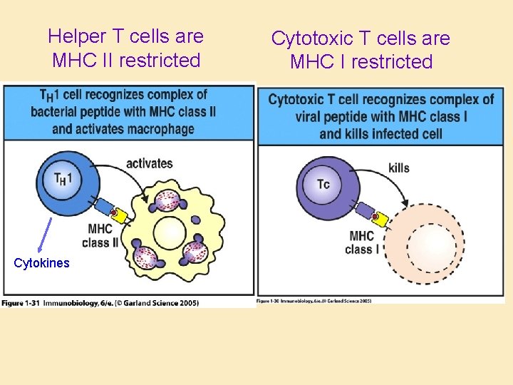 Helper T cells are MHC II restricted Cytokines Cytotoxic T cells are MHC I