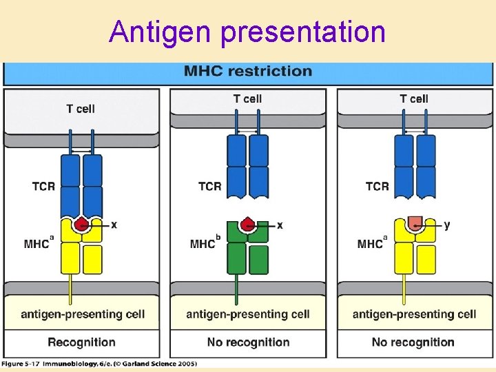 Antigen presentation 